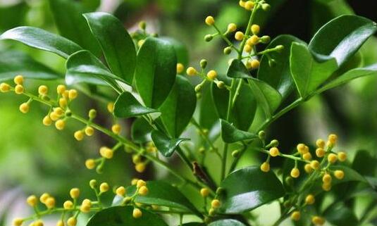 米蘭花的養(yǎng)殖方法？米蘭花的注意事項？【圖】