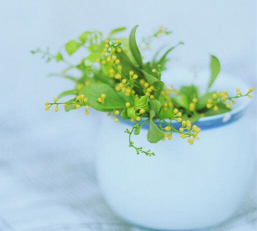 米蘭花的養(yǎng)殖方法？米蘭花的注意事項？【圖】