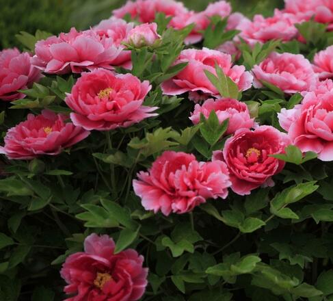 牡丹栽培技術(shù)？牡丹栽培管理？牡丹栽培時間？【圖】