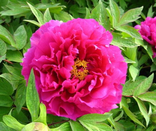 牡丹栽培技術(shù)？牡丹栽培管理？牡丹栽培時間？【圖】