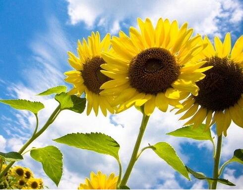 向日葵怎么種？向日葵的花語？【圖】