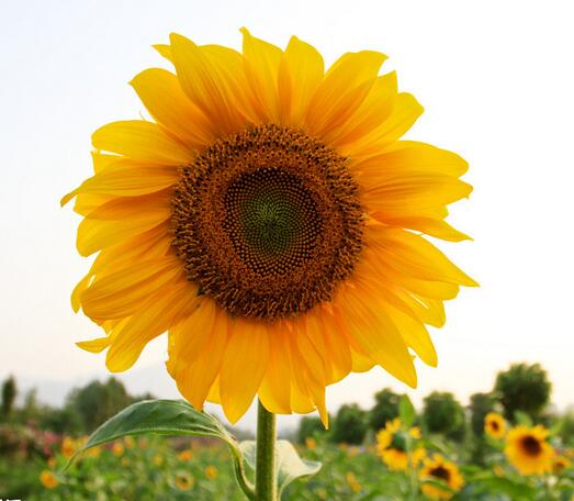 向日葵怎么種？向日葵的花語？【圖】