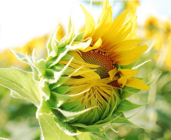 向日葵怎么種？向日葵的花語？【圖】