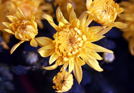 菊花的種植方法？菊花的管護(hù)要點(diǎn)？【圖】