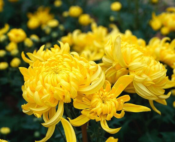 菊花的種植方法？菊花的管護(hù)要點(diǎn)？【圖】