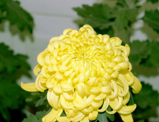 菊花的種植方法？菊花的管護(hù)要點(diǎn)？【圖】