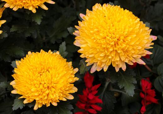 菊花的種植方法？菊花的管護(hù)要點(diǎn)？【圖】