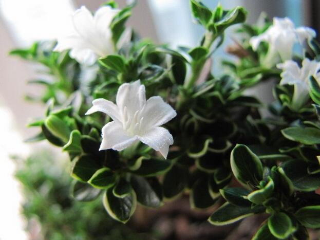 六月雪的養(yǎng)殖方法？六月雪的注意事項？【圖】