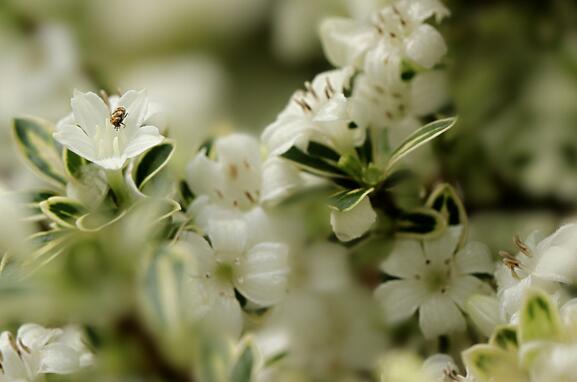 六月雪的養(yǎng)殖方法？六月雪的注意事項？【圖】