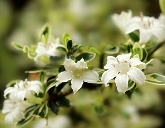 六月雪的養(yǎng)殖方法？六月雪的注意事項？【圖】