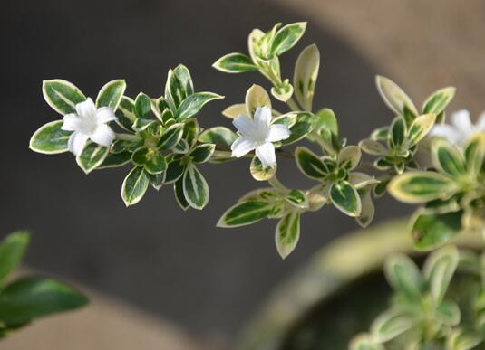 六月雪的養(yǎng)殖方法？六月雪的注意事項？【圖】