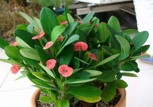 虎刺梅的養(yǎng)殖方法？虎刺梅的注意事項？【圖】