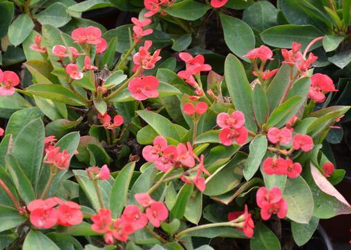 虎刺梅的養(yǎng)殖方法？虎刺梅的注意事項？【圖】