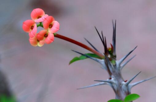虎刺梅的養(yǎng)殖方法？虎刺梅的注意事項？【圖】