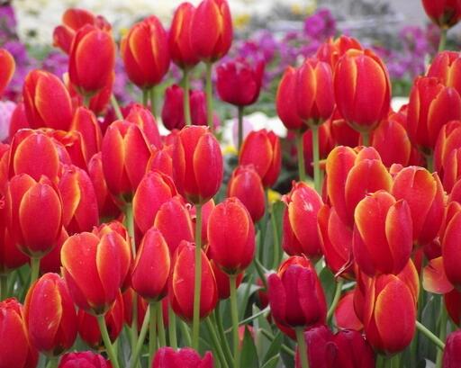 郁金香的養(yǎng)殖方法？郁金香的花語(yǔ)？【圖】