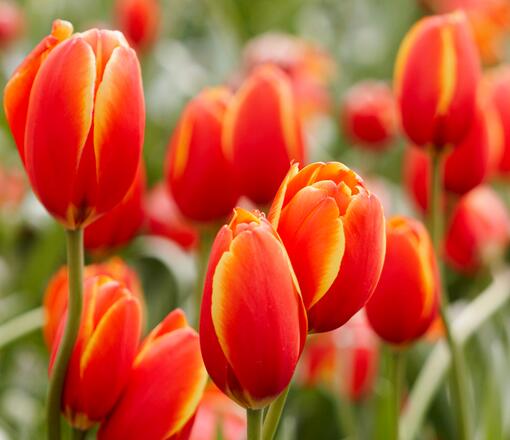 郁金香的養(yǎng)殖方法？郁金香的花語(yǔ)？【圖】