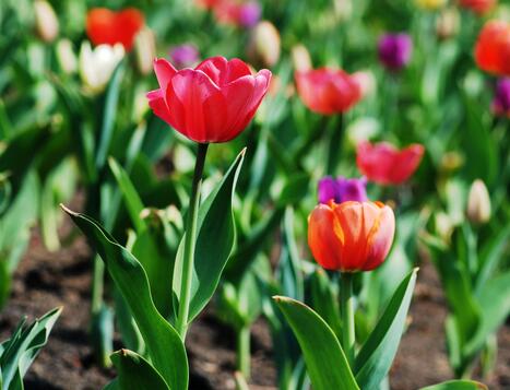 郁金香的養(yǎng)殖方法？郁金香的花語(yǔ)？【圖】