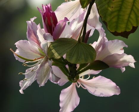 羊蹄甲和紫荊花怎么區(qū)分？羊蹄甲怎么種？【圖】
