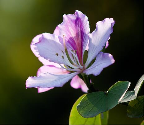 羊蹄甲和紫荊花怎么區(qū)分？羊蹄甲怎么種？【圖】