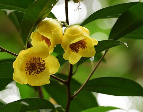 金花茶的功效？金花茶的作用？【圖】