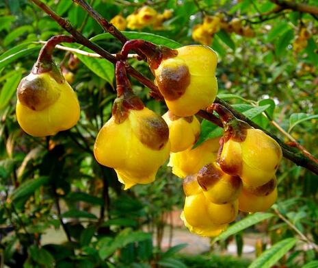 金花茶的功效？金花茶的作用？【圖】