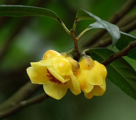 金花茶的功效？金花茶的作用？【圖】