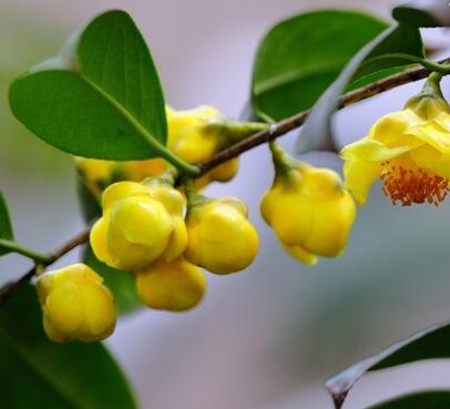 金花茶的功效？金花茶的作用？【圖】