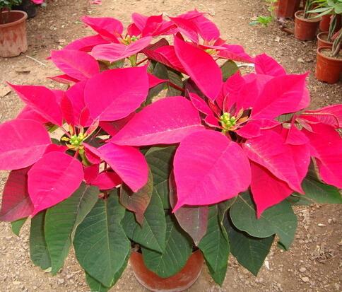 一品紅有毒嗎？一品紅怎么養(yǎng)？【圖】