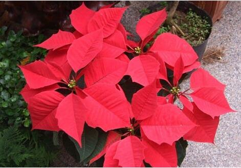 一品紅有毒嗎？一品紅怎么養(yǎng)？【圖】