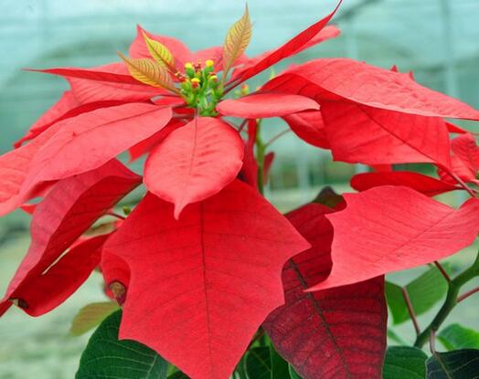 一品紅有毒嗎？一品紅怎么養(yǎng)？【圖】