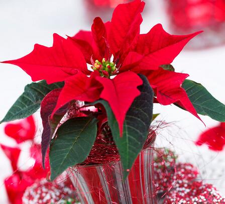 一品紅有毒嗎？一品紅怎么養(yǎng)？【圖】