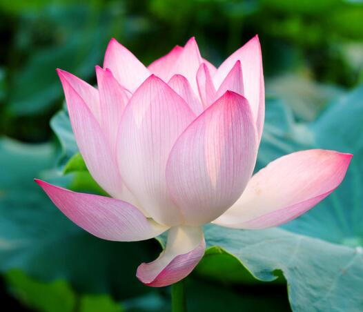 荷花的種植方法？荷花的花語是什么？【圖】