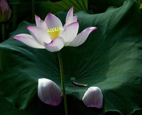 荷花的種植方法？荷花的花語是什么？【圖】