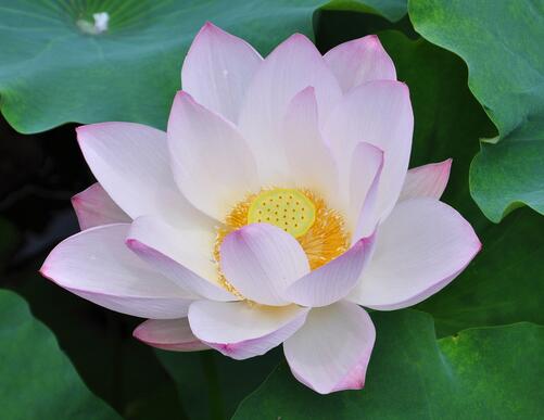 荷花的種植方法？荷花的花語是什么？【圖】