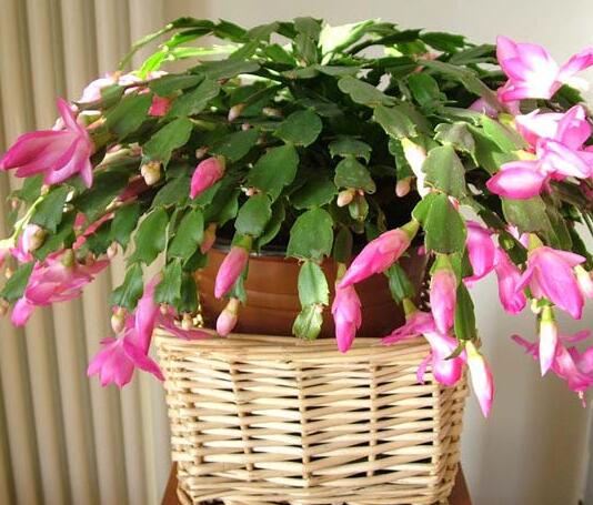 仙人指的種植方法？蟹爪蘭和仙人指的區(qū)別？【圖】