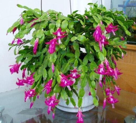 仙人指的種植方法？蟹爪蘭和仙人指的區(qū)別？【圖】