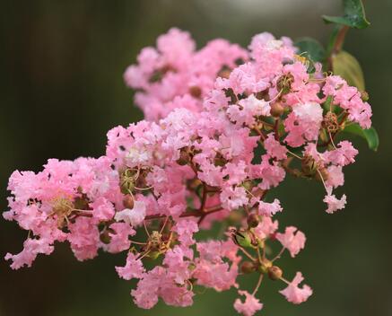 紫薇的栽培方法？紫薇花的花語？【圖】