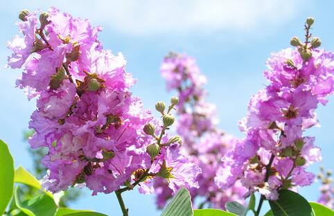 紫薇的栽培方法？紫薇花的花語？【圖】