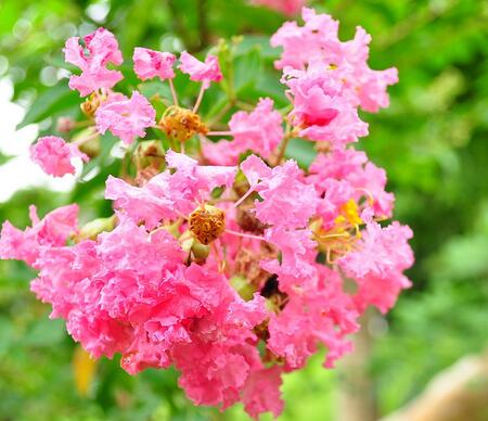 紫薇的栽培方法？紫薇花的花語？【圖】