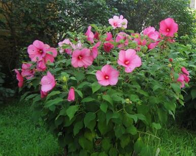 木芙蓉的花語？木芙蓉的功效與作用？【圖】