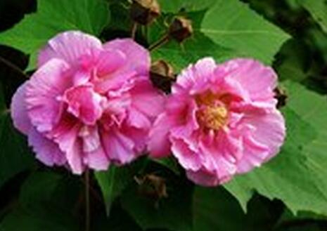 木芙蓉的花語？木芙蓉的功效與作用？【圖】