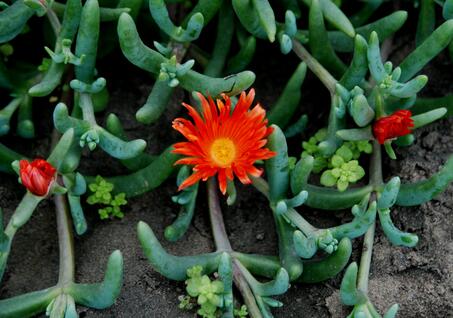 鹿角海棠怎么繁殖？鹿角海棠發(fā)皺、徒長怎么辦？【圖】