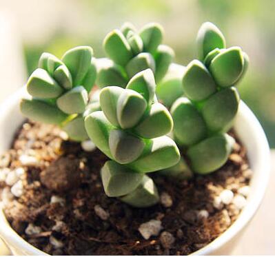 鹿角海棠怎么繁殖？鹿角海棠發(fā)皺、徒長怎么辦？【圖】