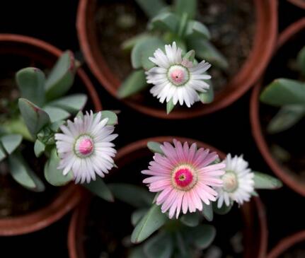 鹿角海棠怎么繁殖？鹿角海棠發(fā)皺、徒長怎么辦？【圖】