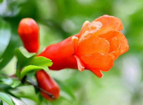 石榴花花語是什么？石榴花種植方法？【圖】