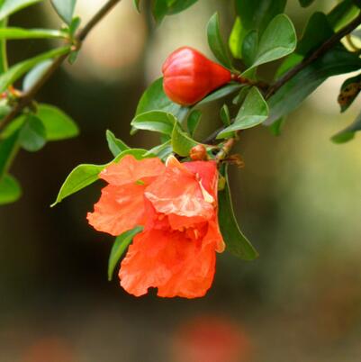 石榴花花語是什么？石榴花種植方法？【圖】