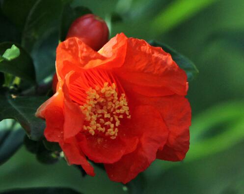 石榴花花語是什么？石榴花種植方法？【圖】