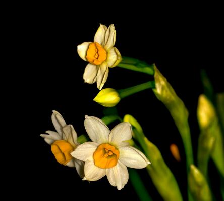 水仙花對(duì)家居環(huán)境的影響？水仙花的養(yǎng)殖方法？【圖】