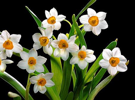 水仙花對(duì)家居環(huán)境的影響？水仙花的養(yǎng)殖方法？【圖】