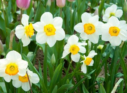 水仙花對(duì)家居環(huán)境的影響？水仙花的養(yǎng)殖方法？【圖】